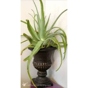 Designer Aloe Vera Plants